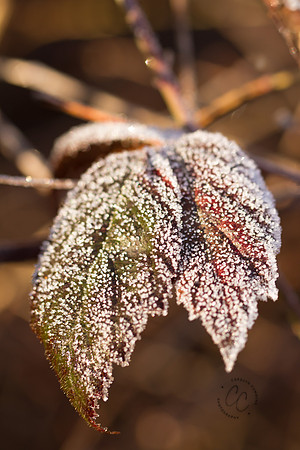 Macro Walk Jan 2016-0287