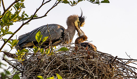 Heron feeding at the Rookery June 2023-2006