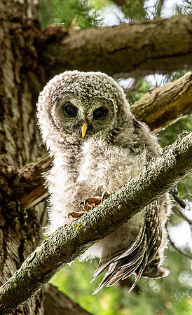 Owl in Whatcom Falls Park June 2023-1729