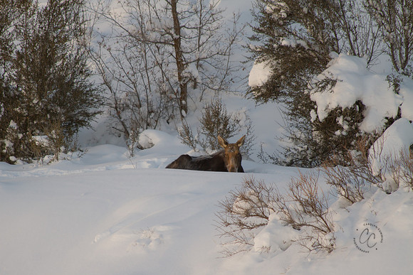 Utah Moose Dec 2015-9911