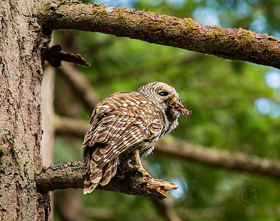 Owl in Whatcom Falls Park June 2023-1630