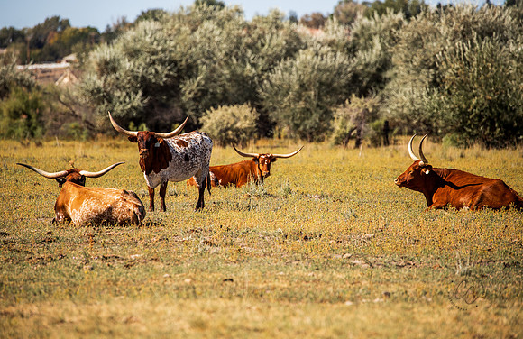 Longhorns in Nevada Sept 2026-3084
