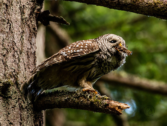 Owl in Whatcom Falls Park June 2023-1631