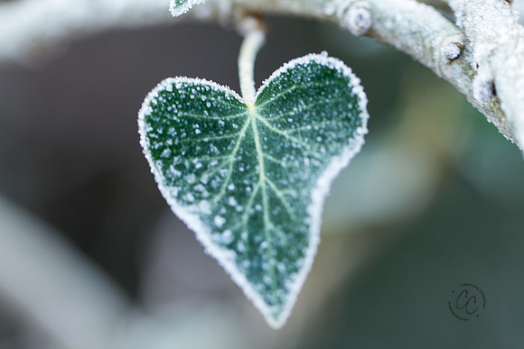 Macro Walk Jan 2016-0277