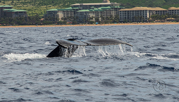 Humpback Tail Maui March 2023-0684