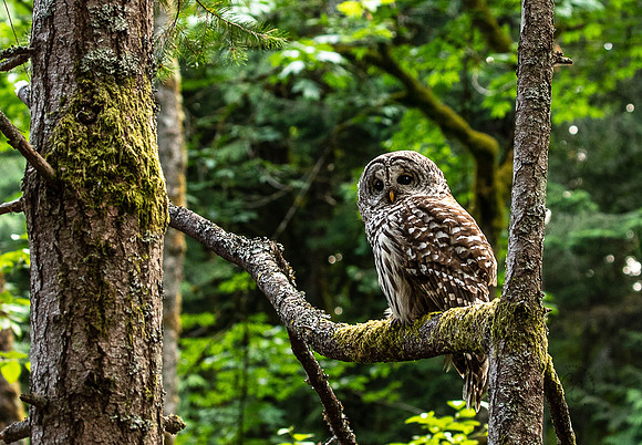 Owl in Whatcom Falls Park June 2023-1592