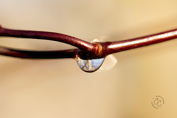Macro Walk Jan 2016-0258
