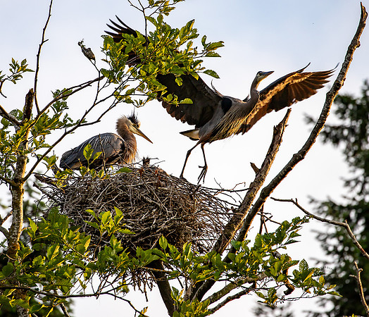 Heron feeding at the Rookery June 2023-1996