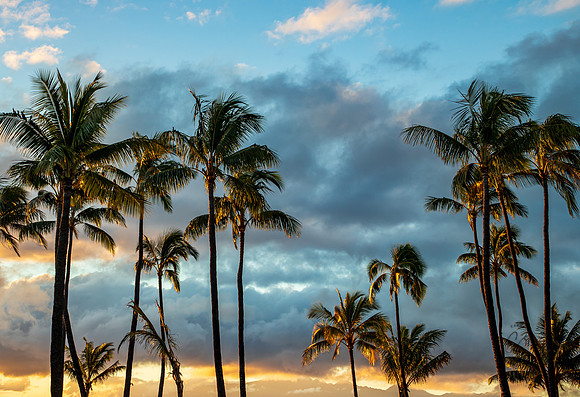 Maui Palm Trees March 2023-0937