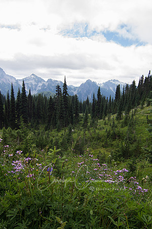Mt. Rainier-7369