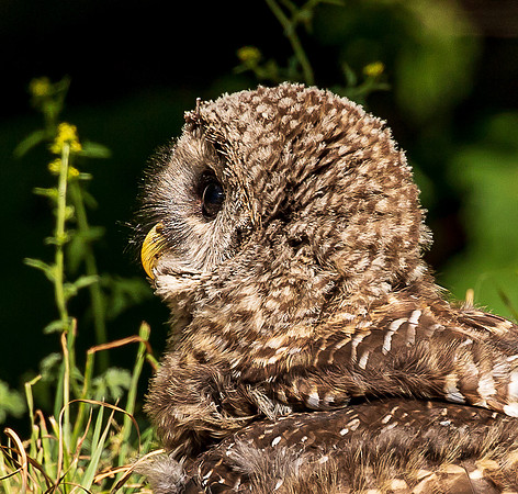Owl in my backyard June 2023-2