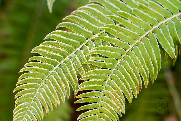 Macro Walk Jan 2016-0314