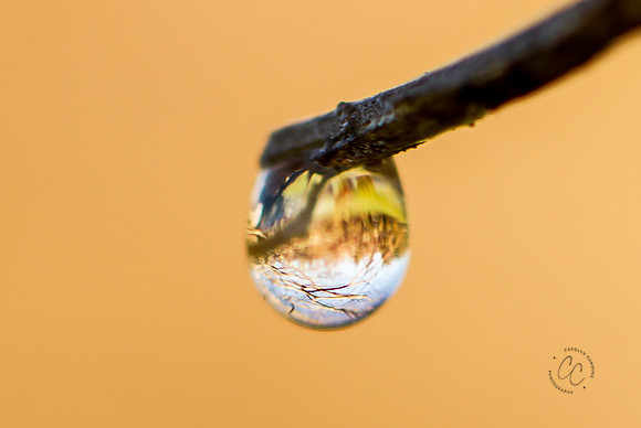 Macro Walk Jan 2016-0266