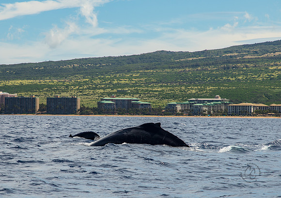 Humpback Whale Maui March 2023-0680