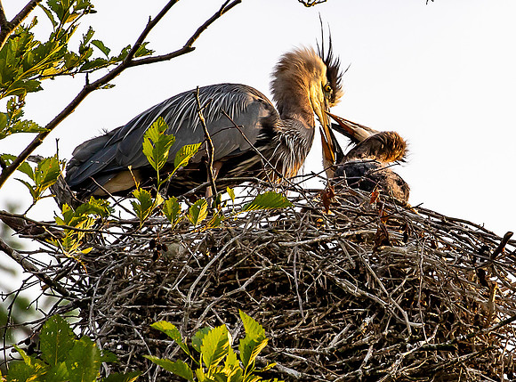 Heron feeding at the Rookery June 2023-2002