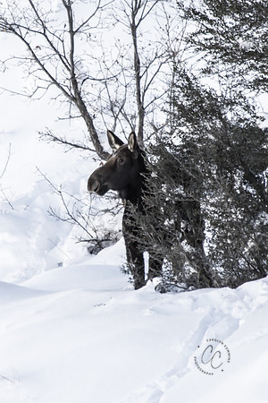 Utah Moose Dec 2015-9935