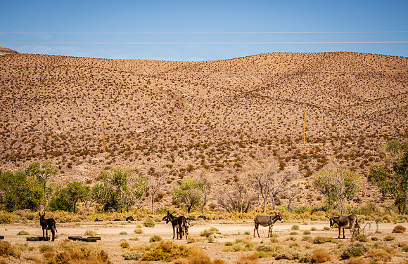 Wild Burros in Nevada Sept 2026-3074