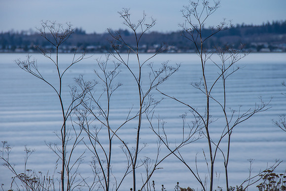 Birch Bay Dec 2015-9525