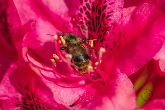 Busy Bees May 2016-1226