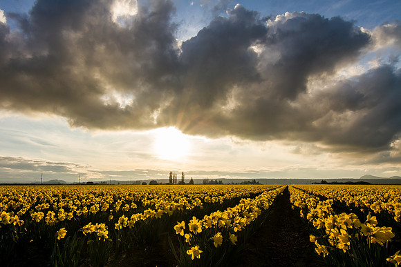 Daffodil fields Feb 2016-1632