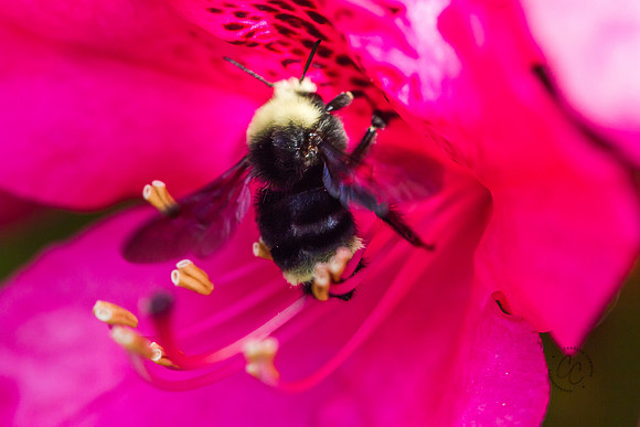 Busy Bees May 2016-1236