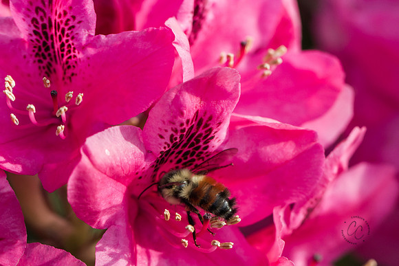 Busy Bees May 2016-1296