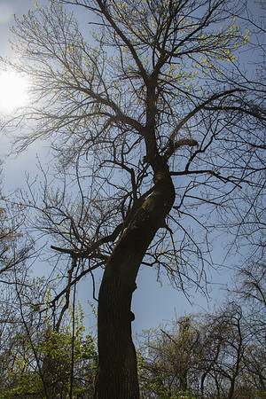 Theodore Roosevelt Island 2016-2755