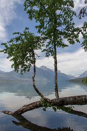 Glacier National Park June 2016-0474