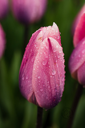 Tulip Town April 2022-9586