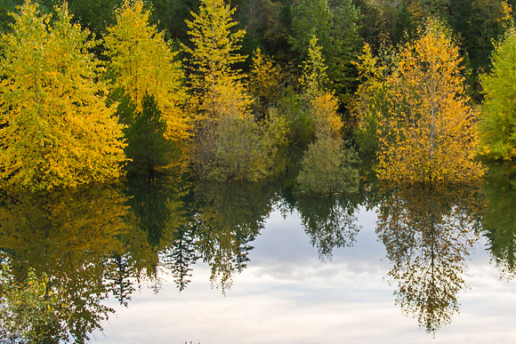 Lacey WA Fall Colors 2016-6141