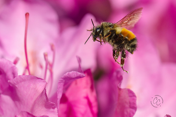 Busy Bees May 2016-1242