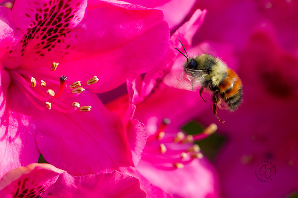 Busy Bees May 2016-1295