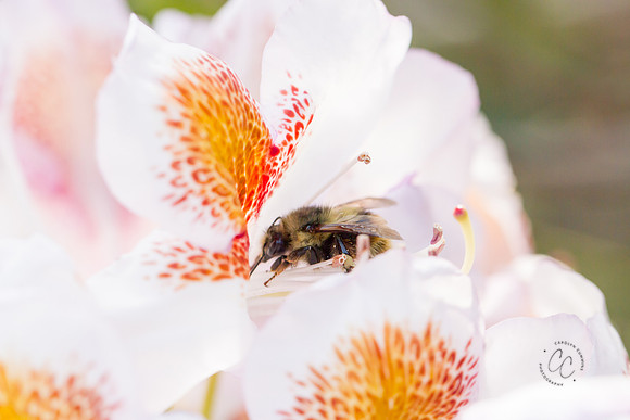 Busy Bees May 2016-1313
