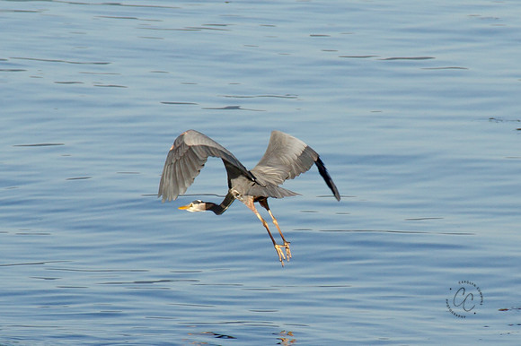 Marine Park Heron 2016-3365