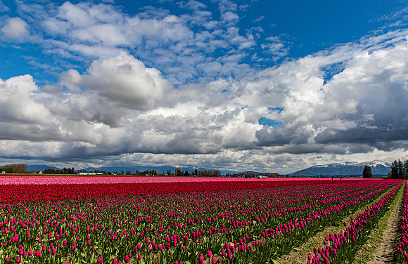 Roozengaarde Tulips April 2022-9985