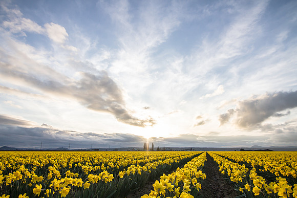 Daffodil fields Feb 2016-1705