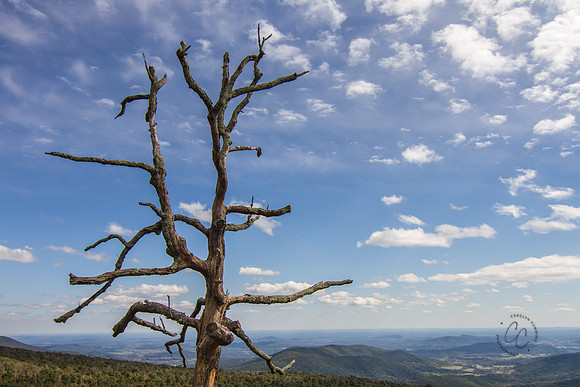 Shenendoah Valley Tree-8676
