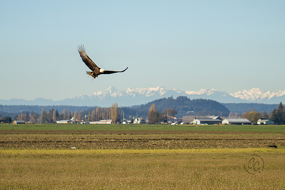 Eagle 2016-2128