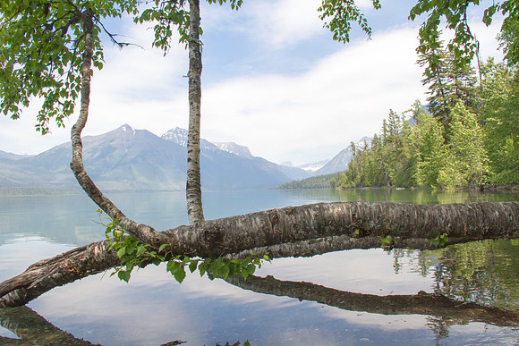 Glacier National Park June 2016-0477