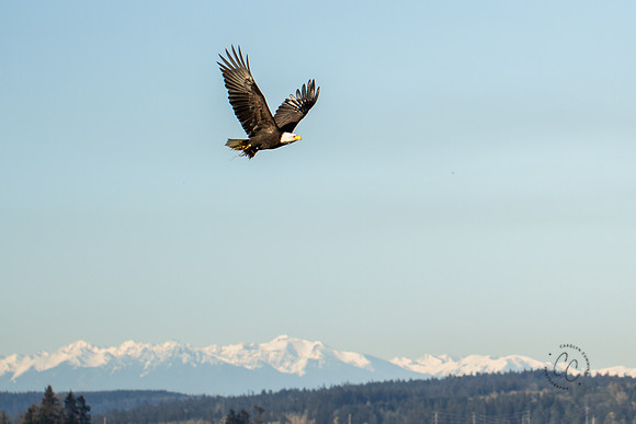 Eagle 2016-2129