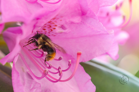 Busy Bees May 2016-1263