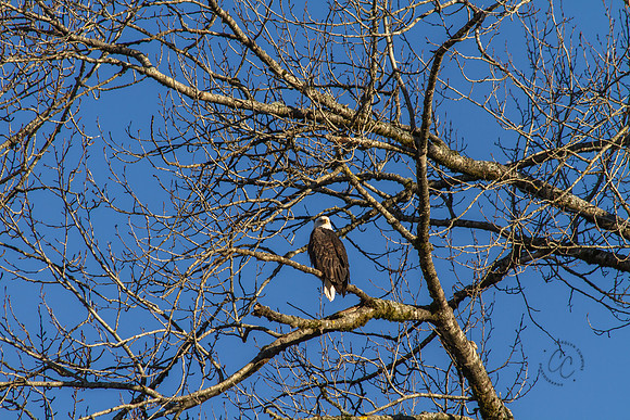 Eagles on the Nooksack Jan 2017-7893