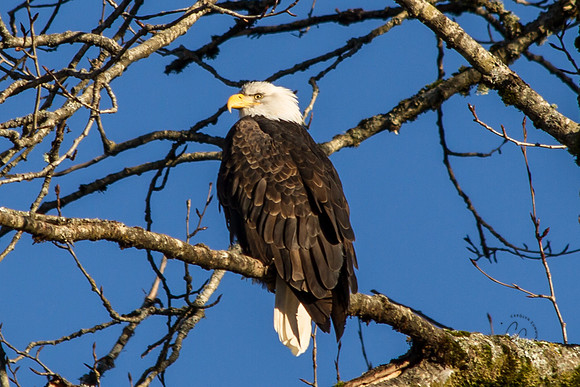 Eagles on the Nooksack Jan 2017-7906
