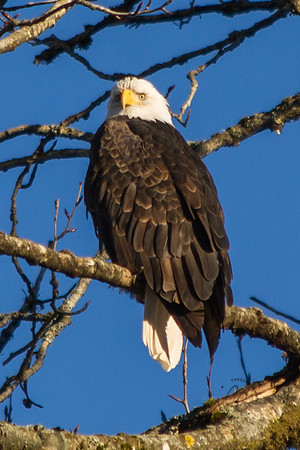 Eagles on the Nooksack Jan 2017-7938
