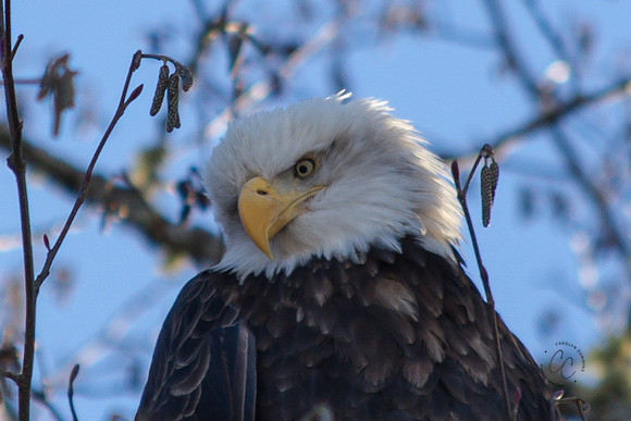 Eagles on the Nooksack Jan 2017-7981