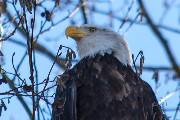 Eagles on the Nooksack Jan 2017-7959