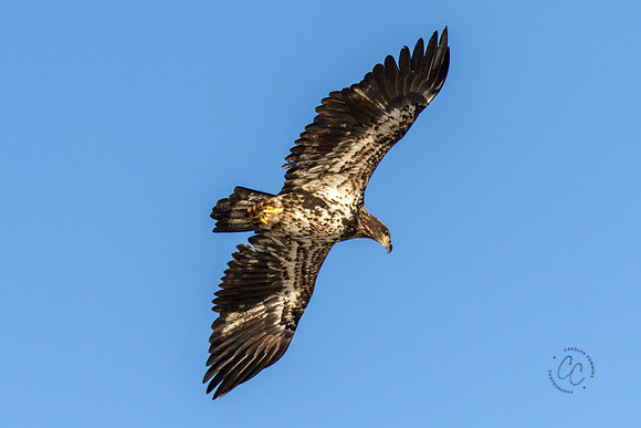 Eagles on the Nooksack Jan 2017-8151
