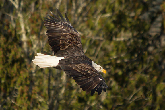 Eagles on the Nooksack Jan 2017-8160