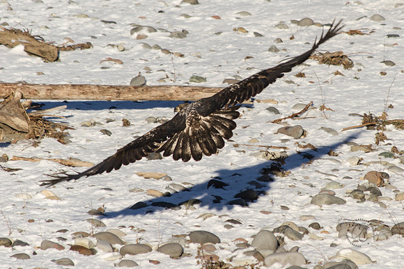 Eagles on the Nooksack Jan 2017-8193