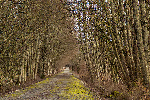 Hwy 20 Trail Jan 2017-8568